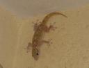 gekko.jpg